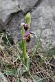 ophrys  crabronifera